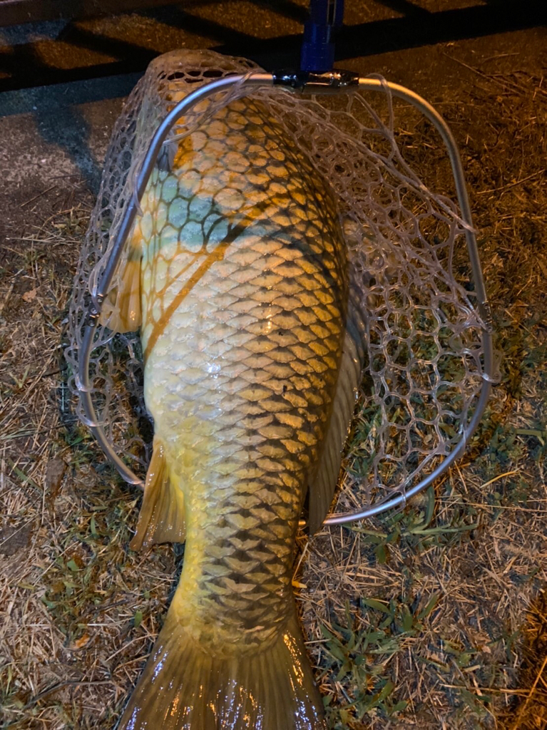 淀川のヌシが！