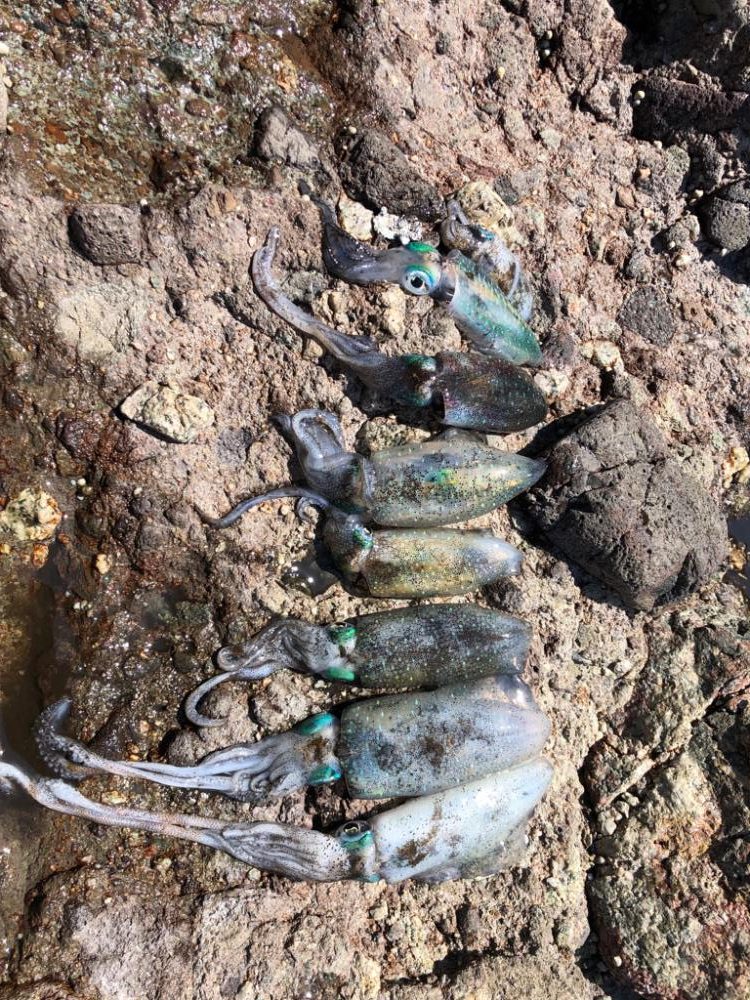 アオリイカ釣れましたよ。