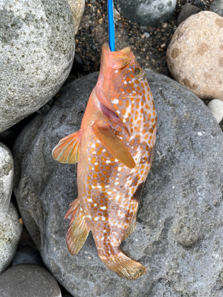 シーバス釣れました