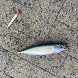 鯖ゲーinシーサイドコスモ