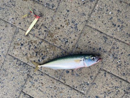 鯖ゲーinシーサイドコスモ