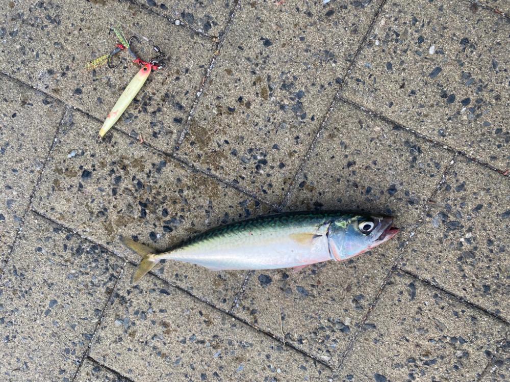 鯖ゲーinシーサイドコスモ