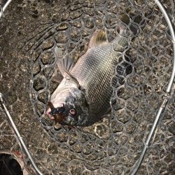 チヌハンターパート38