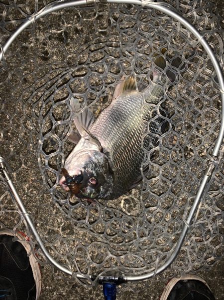 チヌハンターパート38