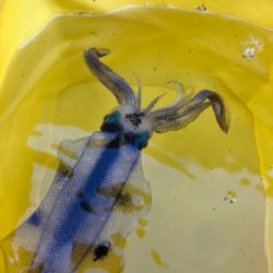 【新子調査】伊根〜京丹後巡り①