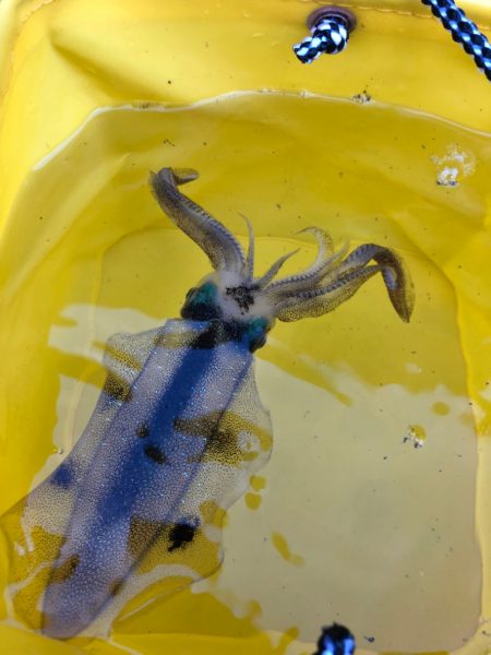 【新子調査】伊根〜京丹後巡り①