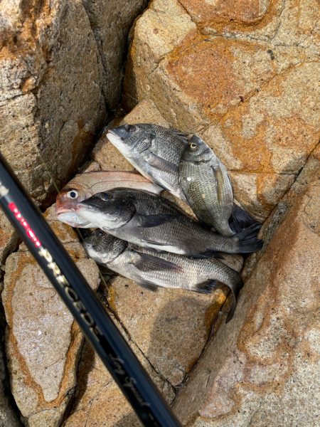 宮島チヌ釣り#2