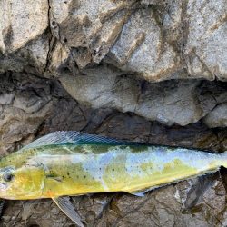 沖磯シイラゲーム