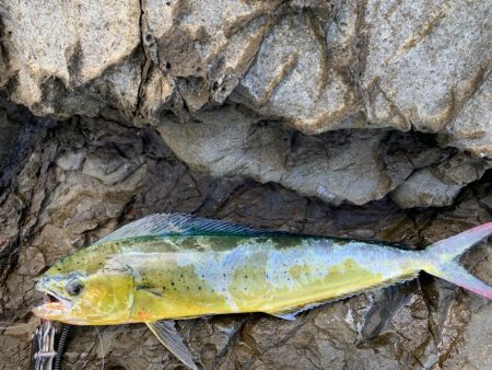 沖磯シイラゲーム