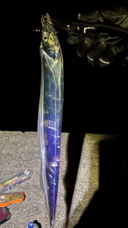 和歌山太刀魚調査