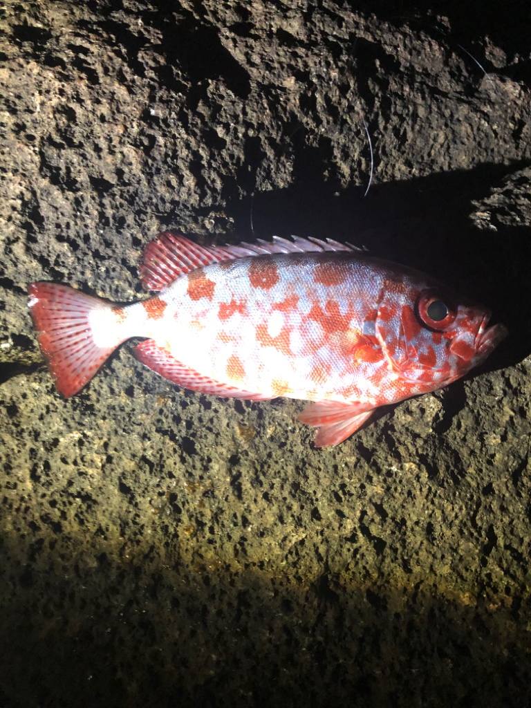 初お披露目でした