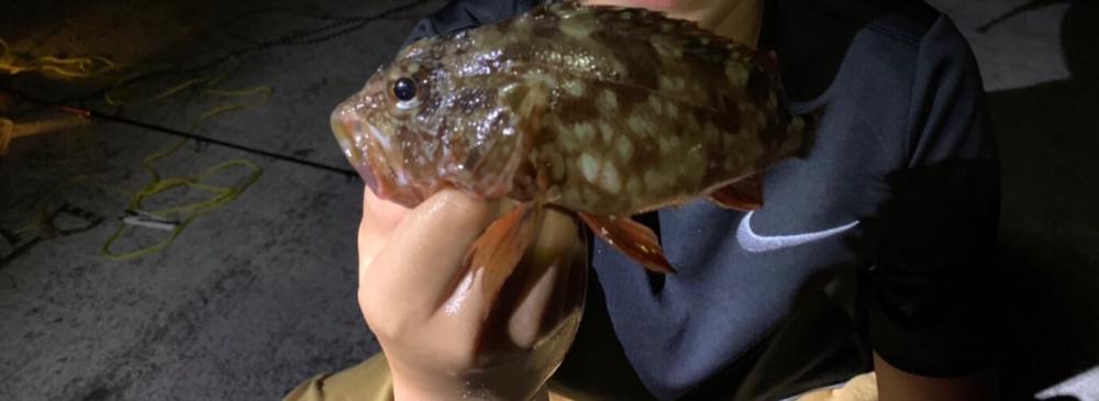 体高ガシラをゲットーサビキはめちゃ釣れる