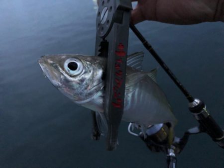 強風でもアジが釣りたい