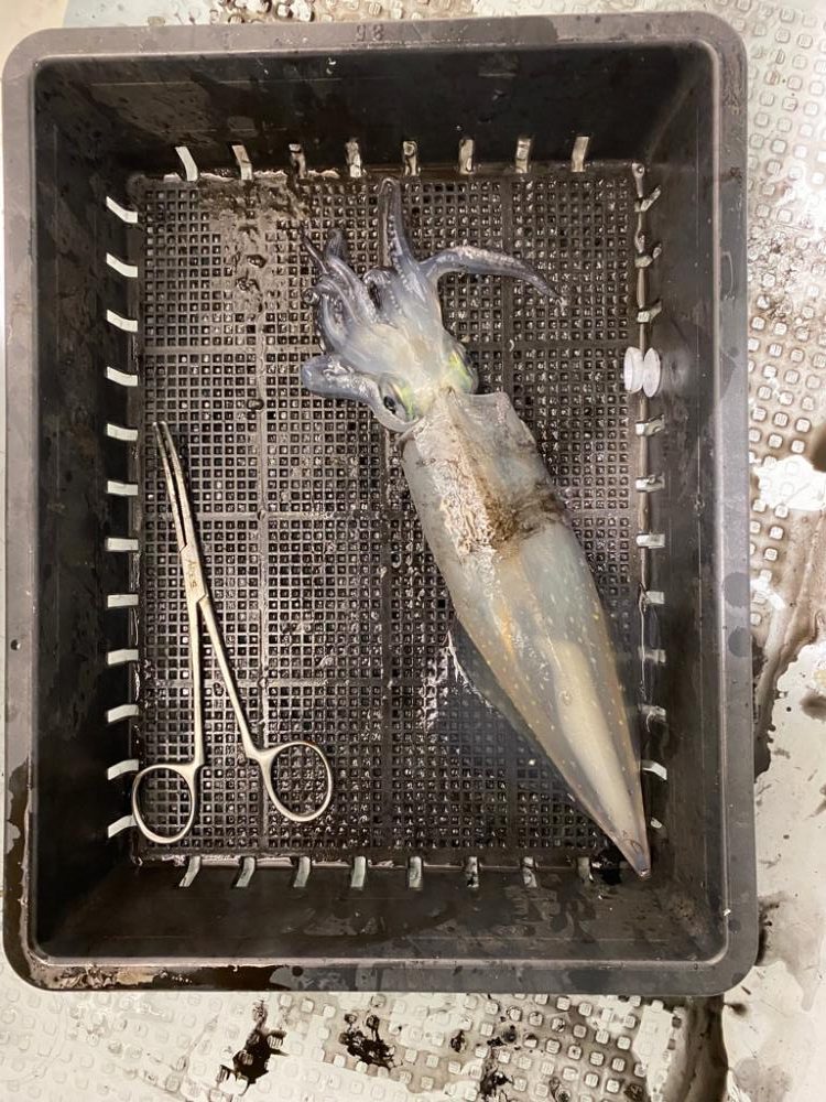 イカメタル行ってきました