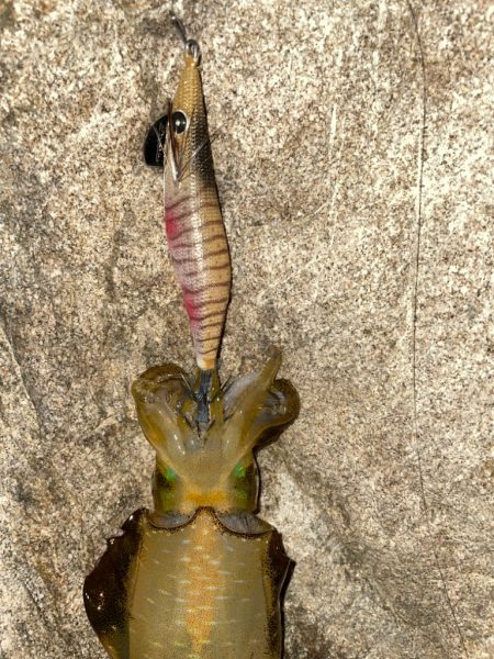 良型を求めてエギングへ！！