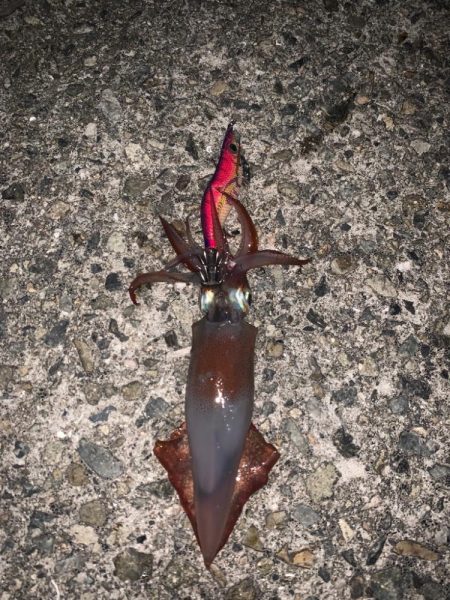 大蔵海岸エギング