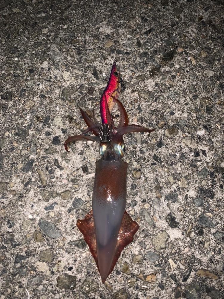 大蔵海岸エギング