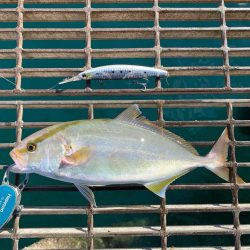 小さいのに引きがヤバい‼︎