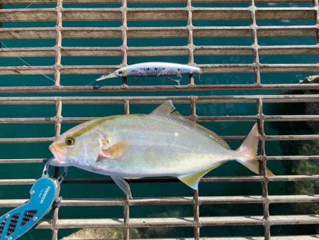 小さいのに引きがヤバい‼︎