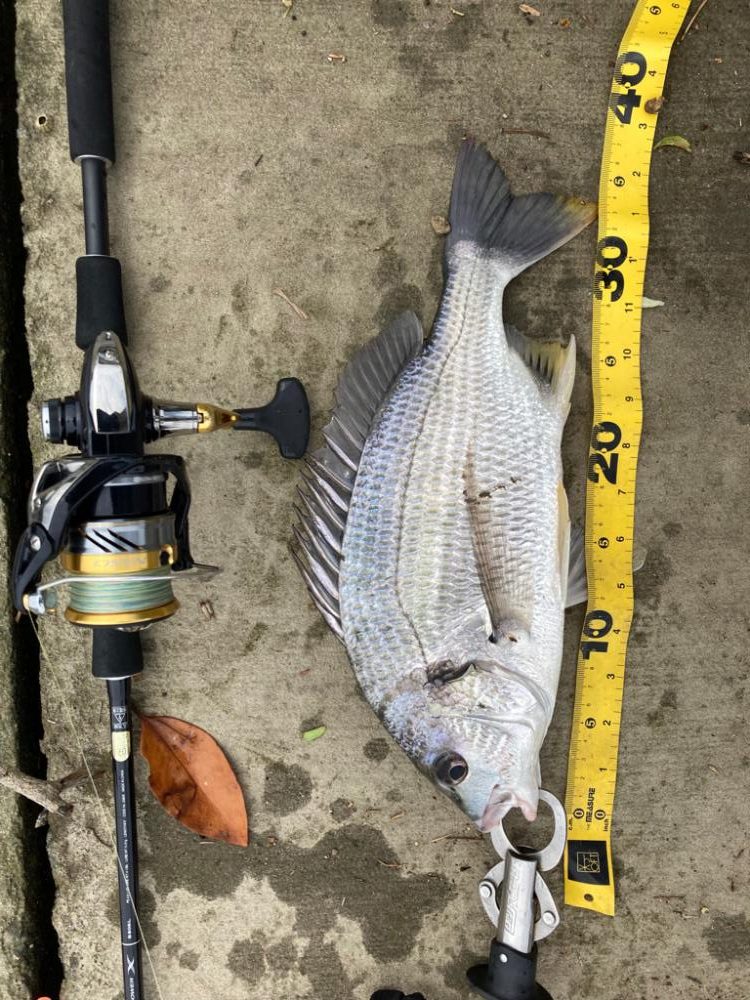 トップチヌはサイコー