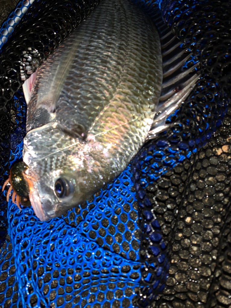 チヌハンターパート41