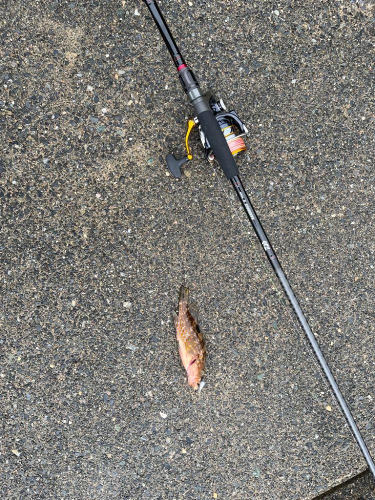 根魚、アオリイカ