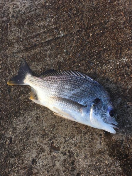 第二回雰囲気あります