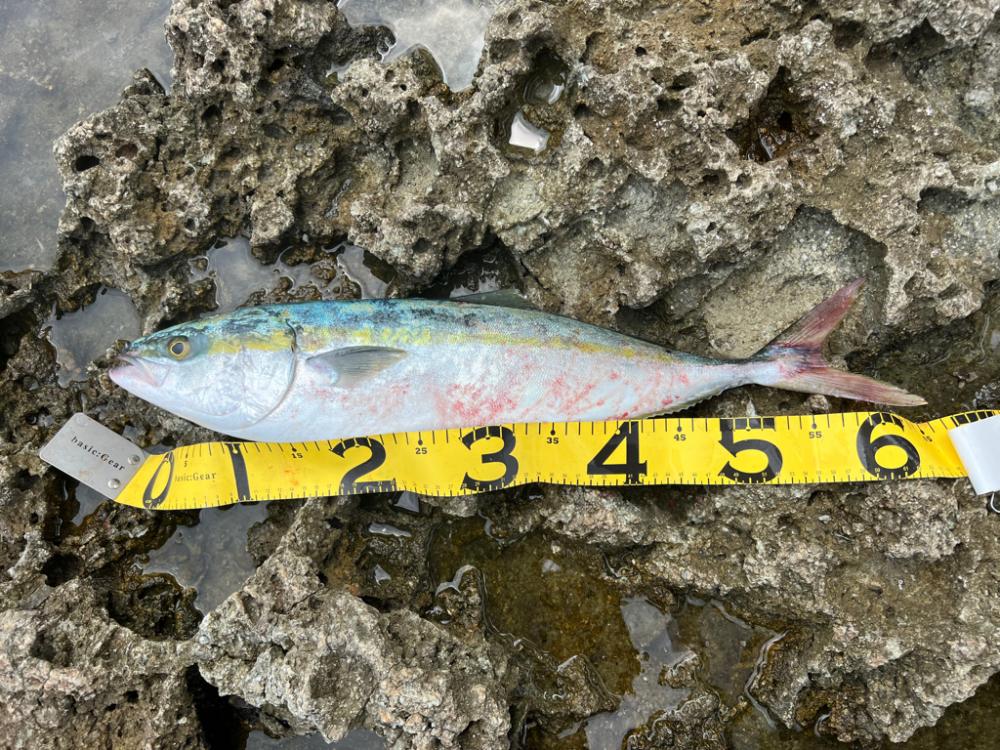 やっと釣れた〜