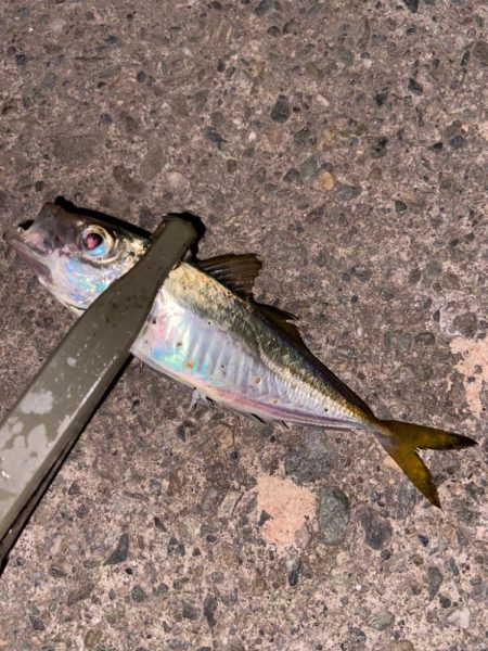 ようやくシーズン到来