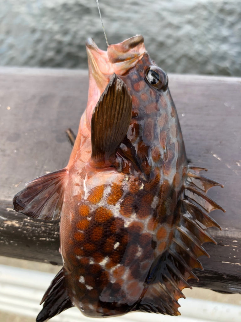 青イソメで根魚