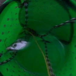 短時間でも満足タチウオ !