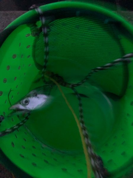 短時間でも満足タチウオ !