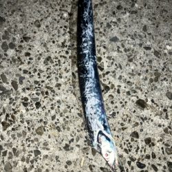 今年初タチウオ