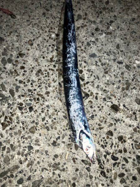 今年初タチウオ