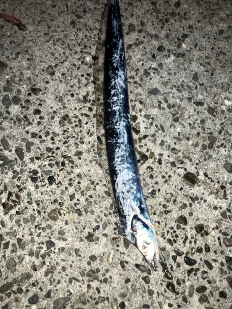 今年初タチウオ