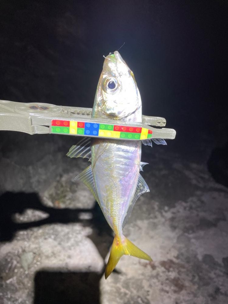 癒しのアジング