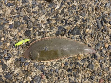 フラットフィッシュ