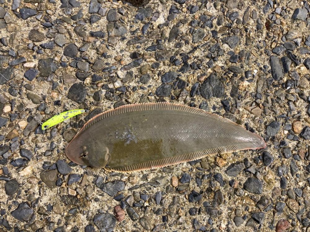 フラットフィッシュ