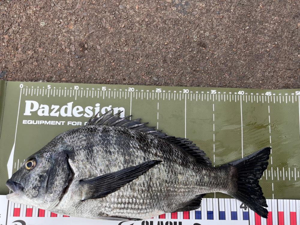 夕方のヘチ釣り