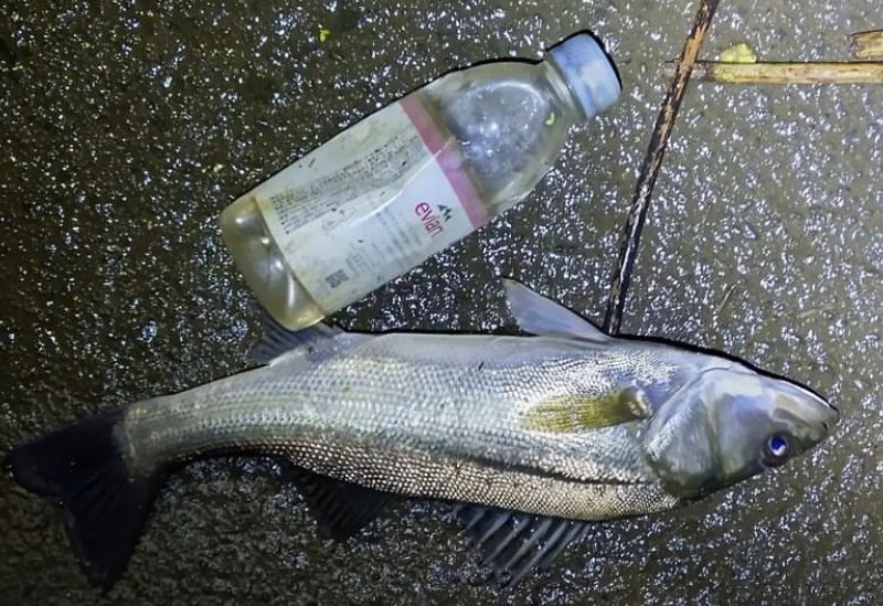 中国遠征最終日