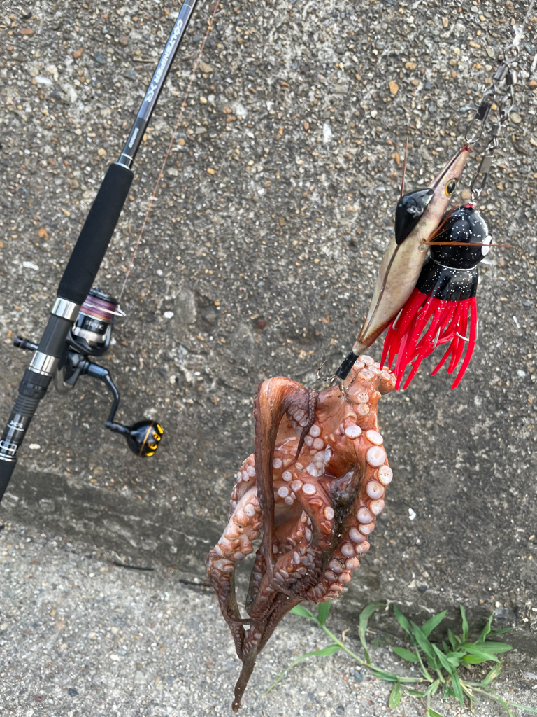 ２日連続のタコ🐙