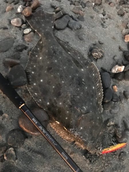 ギガアジ狙いでヒラメ