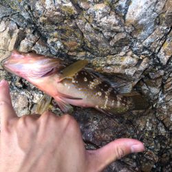 ちょこっとフィッシング