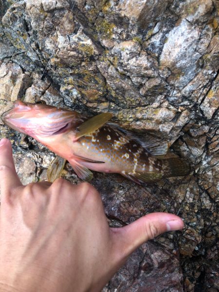 ちょこっとフィッシング