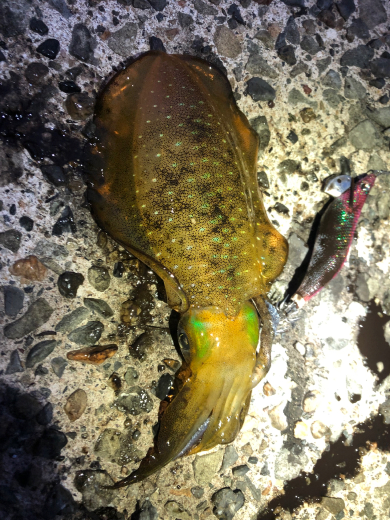 【新子調査】伊根〜京丹後巡り②