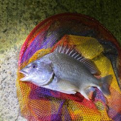 ヘチってきました