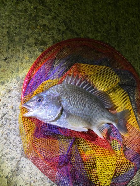 ヘチってきました