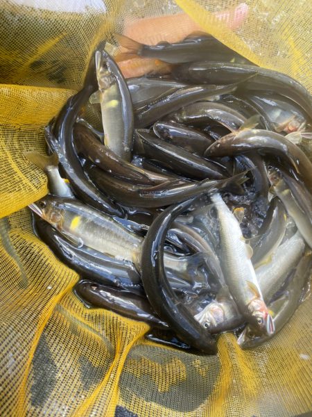 十津川村　鮎釣り