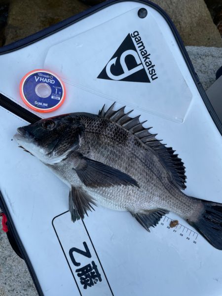 広島県宮島でチヌ練❗…