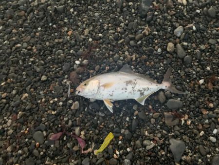 サーフでショゴ